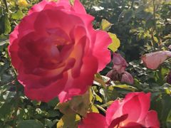 -廊坊文化艺术中心