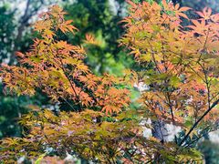 -成都杜甫草堂博物馆