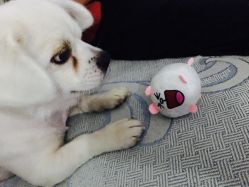 -Lucky Star幸运星&一同潮玩(友阿国际广场店)