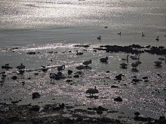 -烟墩角天鹅湖