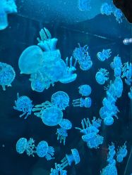 -Zoolung Zoolung动物主题公园(海信广场店)