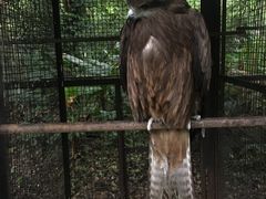 -海南热带野生动植物园