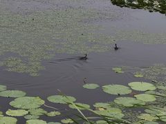 -呼兰河口湿地公园