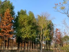 -上海长兴岛郊野公园