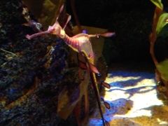 -暹罗海洋世界