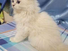 -伟伟宠物医院·瑞派猫友好医院·猫科(光谷店)