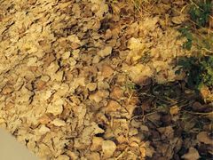 -合肥滨湖国家森林公园