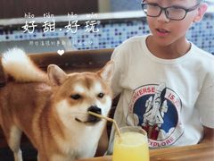 -柴源莊·柴小宠柴犬咖啡