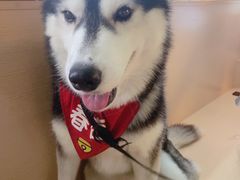 -Husky Go! 哈士奇体验馆·宠物咖啡厅狗咖