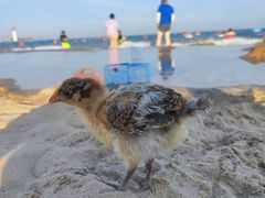 -南戴河旅游度假区