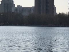 -莲花池公园