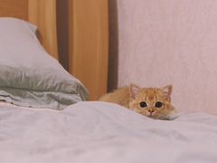 -东方名猫馆·英短金渐层布偶猫舍(环线广场1号楼店)