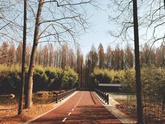 景点-黄海国家森林公园