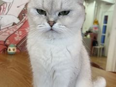 -Let's go狗咖·猫咖·奶狗·桌游(春熙路IFS店)