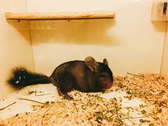 -龙猫仔乐园(惠福东路店)