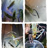 南宁首家罗氏虾主题餐厅 捞活虾真快乐[加油][加油]