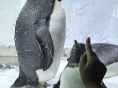 -海合安成都极地海洋公园