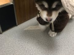 -奈斯宠物医院·核磁CT·异宠专科·内镜(中南店)