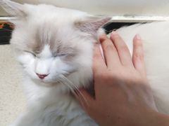 -藏猫猫咖啡主题馆(中央大道店)