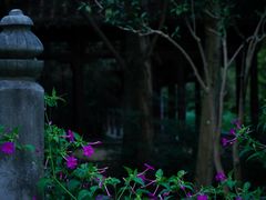 -扬州大运河文化旅游度假区·盆景园