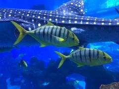 -成都浩海立方海洋公园