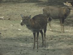 -西安秦岭野生动物园
