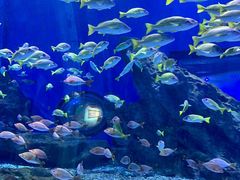 -海合安武汉极地海洋公园