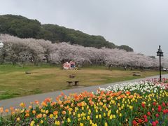 -苏州上方山国家森林公园