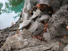 -静安公园(静安寺街道)