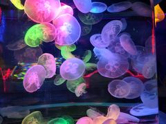 -太平洋海底世界