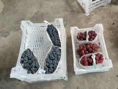 -马陆小张葡萄园农家乐