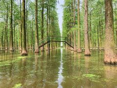 -渌洋湖湿地公园