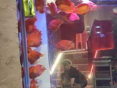 -朱光玉火锅馆(正弘城店)