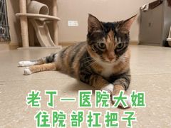 -安安宠医·普外科·内科·心超(佛山同济分院)