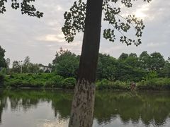 -合肥滨湖国家森林公园