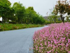 -春花秋色城市公园