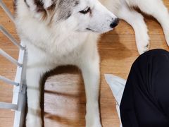 -Husky Go! 哈士奇体验馆·宠物咖啡厅狗咖