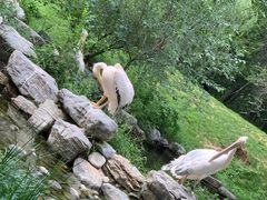 -北京野生动物园