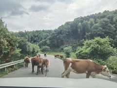 -长沙黑麋峰国家森林公园