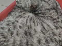 -平行世界·猫咖(首经贸店)