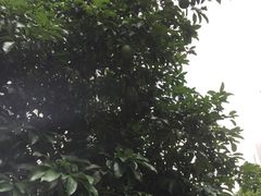 -新湖明珠城