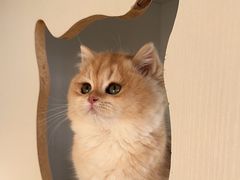 -东方名猫馆·英短金渐层布偶猫舍(环线广场1号楼店)