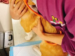 -A猫a狗全科·犬猫异宠·芥西宠物医院(南开总院)