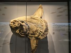 -上海自然博物馆