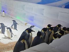 -海合安武汉极地海洋公园