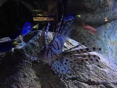 -悉尼海洋生物水族馆