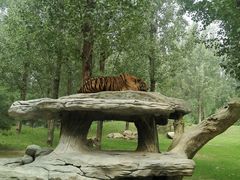 -北京野生动物园