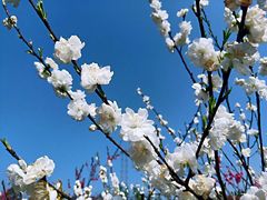 -常德桃花源景区