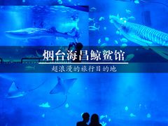 -烟台海昌鲸鲨海洋公园