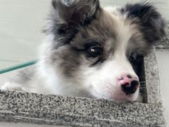 -贝康宠物医院·犬猫全科·小动物特色诊疗中心(东环路店)